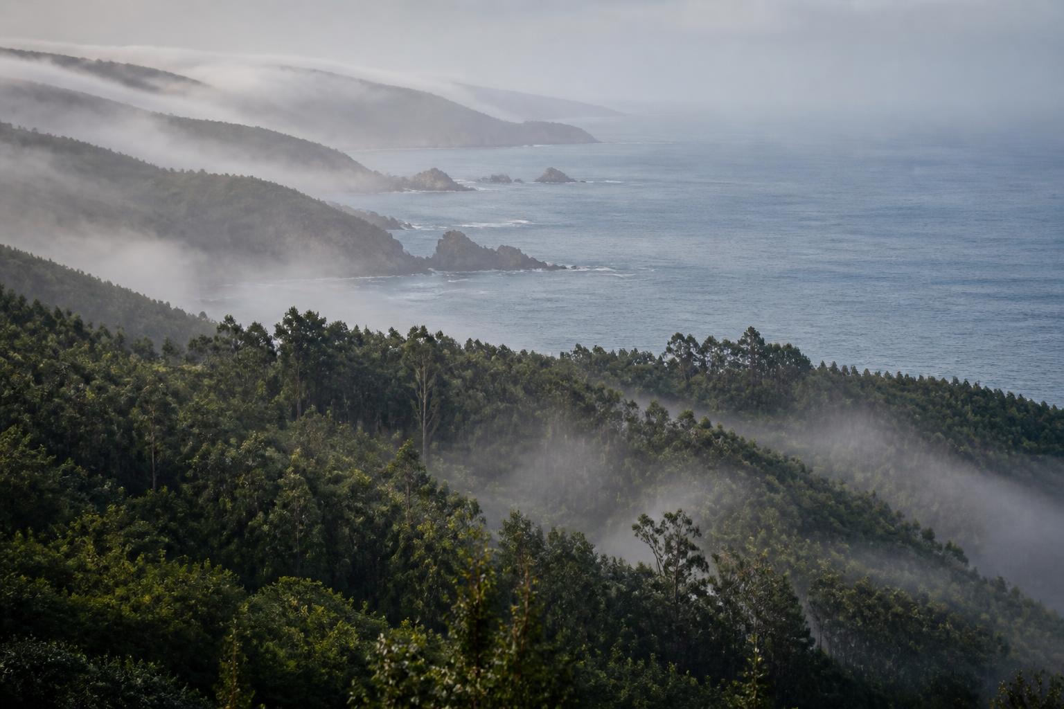 Misty Atlantic coastline and woodland in Galicia